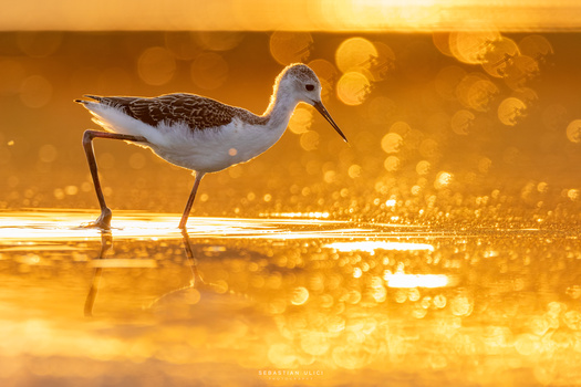 Black-winged stilt by Sebastian Ulici