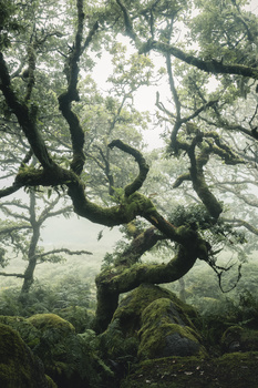 Image "Twisted Tree" by Ryan Kerr