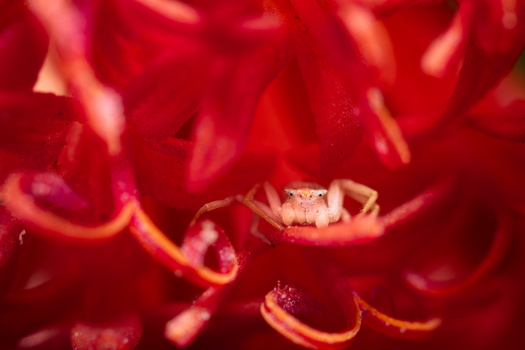 Image "Flower Crab Spider" by Sellers Hill