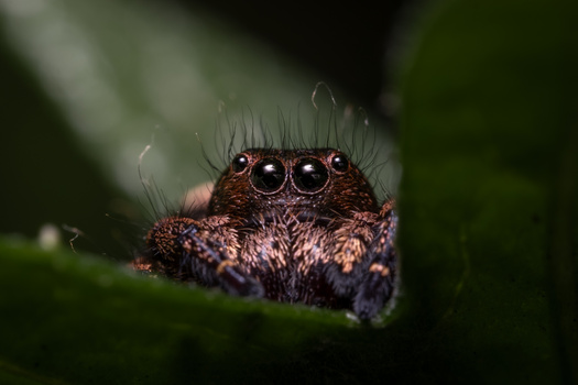 Image "Jumping Spider Portrait" by Sellers Hill