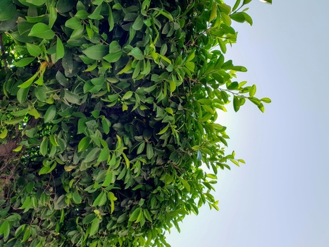 Image "leafy day" by Akshat Jain