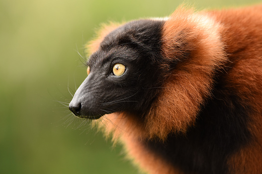 Image "Red Vari" by Kevin Plovie