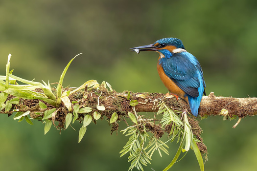 Image "Dinnertime" by Kevin Plovie