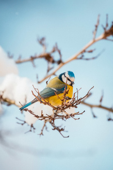 Image "Blue Tit" by Niklas Hamann