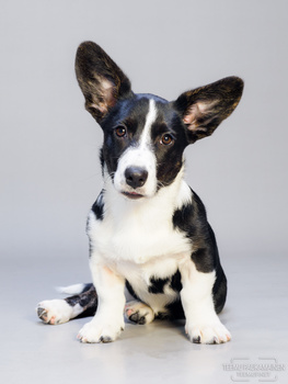 Image "Milli - Welsh Corgi Cardigan - EM545056" by Teemu Paukamainen