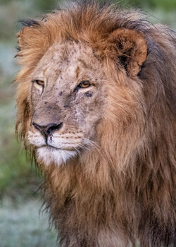 Image "King of Kenya" by Harry Martin