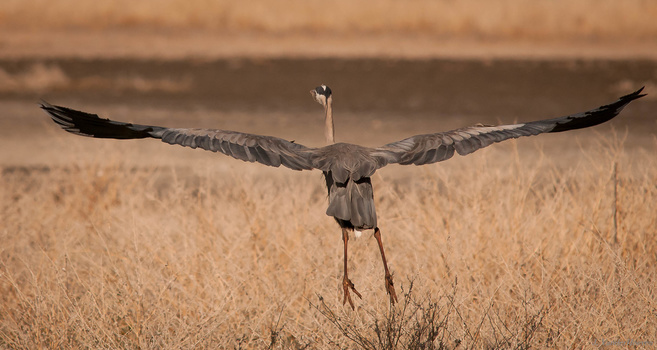 Image "Great Blue Heron" by Jake VanderHoeven