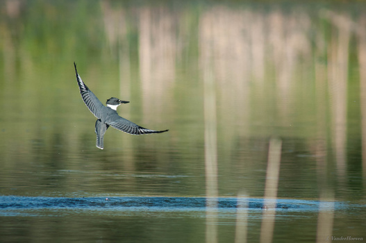 Image "Out of the Water" by Jake VanderHoeven