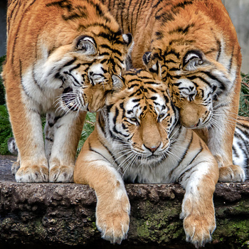 Image "Tigers" by carl johan heickendorf