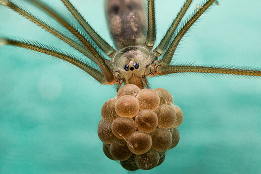 Image "Eggs" by Joe Stroud