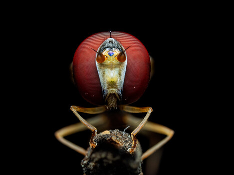 Image "Hover fly" by Joe Stroud