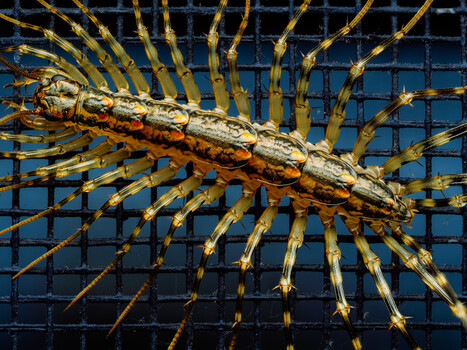 Image "Legs" by Joe Stroud