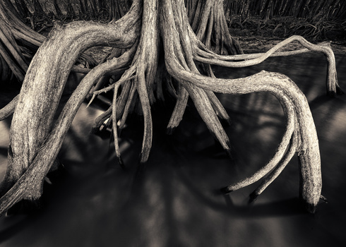 Image "Tentacles" by Joe Stroud