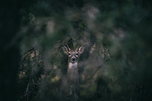 Image "Spike Buck" by Joe Stroud