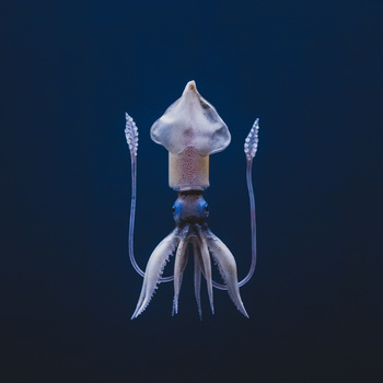 View Squid by Andy Yu