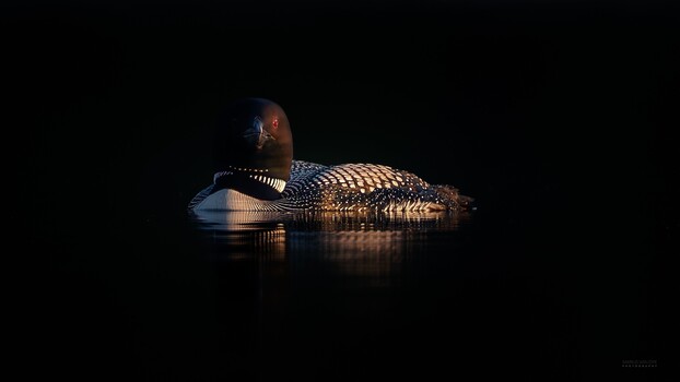 Image "First Light" by marius van dyk