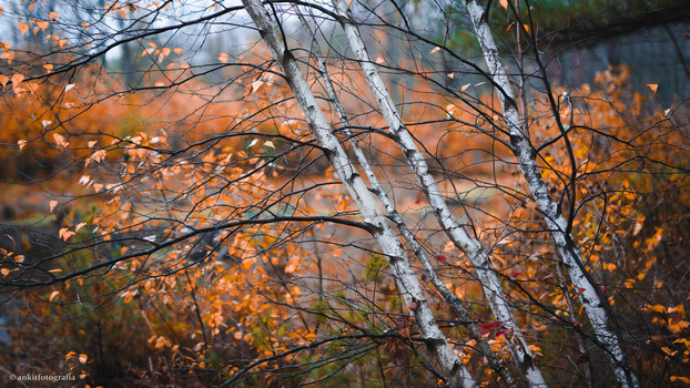 Image "Aspen" by ankit fotografia