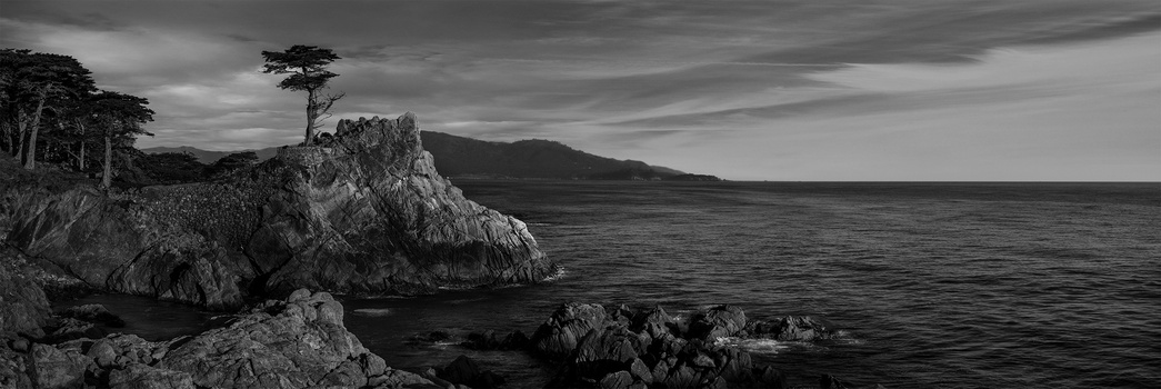 Image "Lone Cypress" by Daniel Ecoff