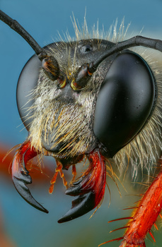 Image "Wasp" by Andrew Shapovalov