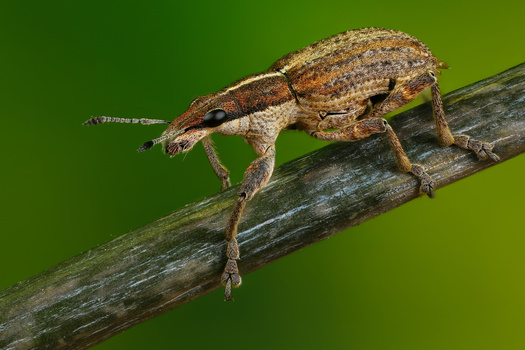 Image "Walking" by Andrew Shapovalov