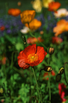 View Untitled 1 by Chris McLean
