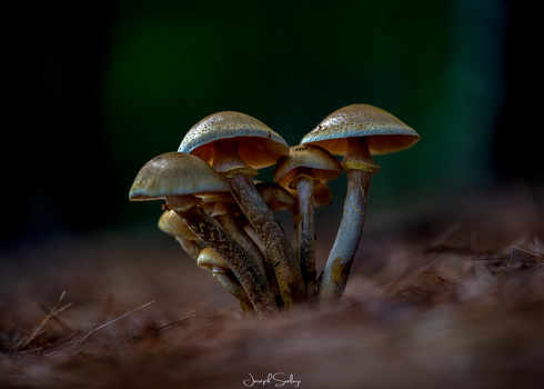 Image "Mushroom under the pines." by Joe Svelnys