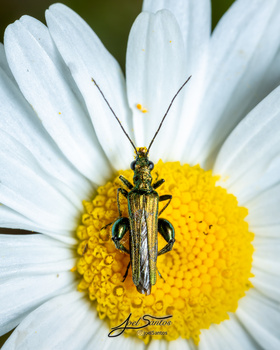 Image "Thick-legged beetle" by Joel Santos
