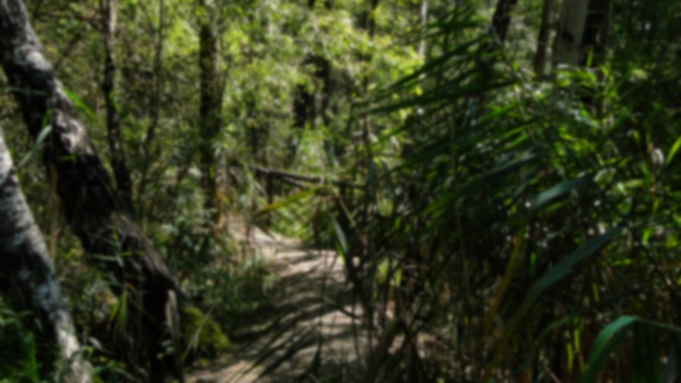 Image "jungle, wood" by Martin Horecky