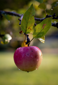 Image "Fall Apple" by James Zandecki