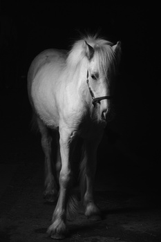 Image "Striker" by David Patton