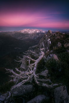 Image "Old Root" by Daniel Viñé