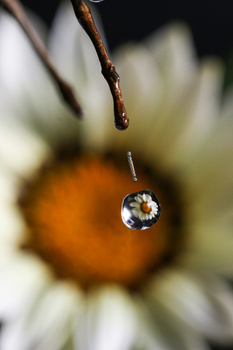 View Untitled 1 by Ademir Oliveira