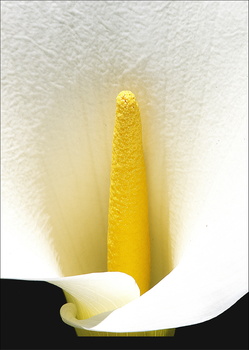 View Untitled 1 by Keith Sandercock