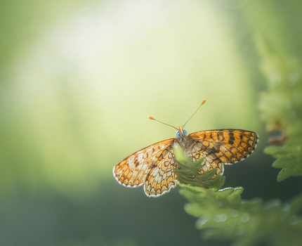 Orange by Tiago Marques