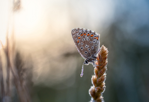 Image "Polyommatus bellargus" by Tiago Marques