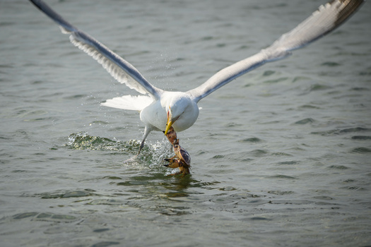 Image "Lunch" by Sam Worden