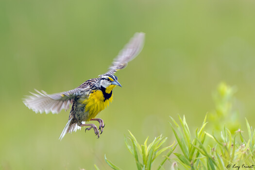 Image "Meadow Lark in flight" by Roy Priest
