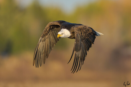 Image "Bald Eagle in Flight" by Roy Priest