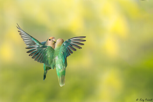 Image "Peach-faced Lovebird squabble in the air" by Roy Priest