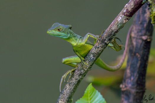Image "Green Basilisk Lizard" by Roy Priest