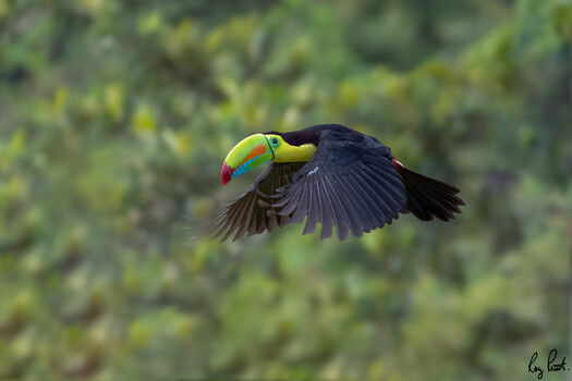 Image "Keel-Billed Toucan in Flight" by Roy Priest