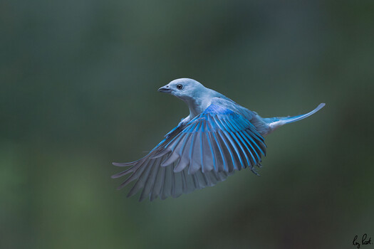 Image "Blue-grey Tanager in flight" by Roy Priest