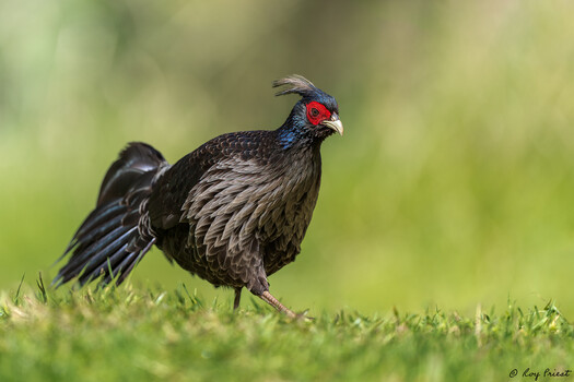 Image "Kalij pheasant" by Roy Priest