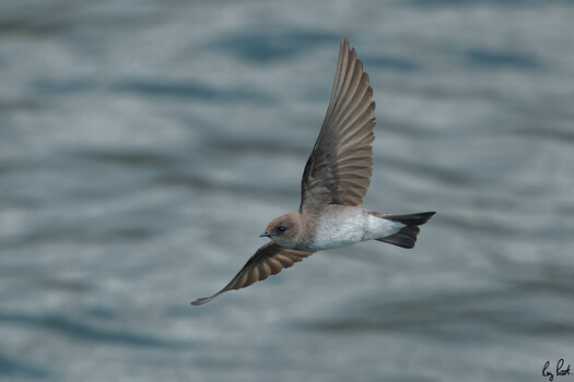 Image "Purple Martin in flight" by Roy Priest