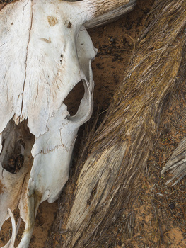 Image "Cow Skull and Juniper Root" by Paul Kister