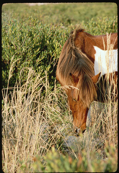 Image "Horse Latitudes / Coastal Wild Horse" by Paul Kister