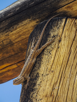 Image "Fence Lizard / Ready To Leap?" by Paul Kister