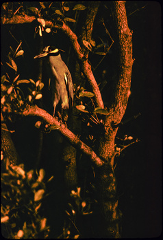 Image "First Light - Everglades / Yellow Crowned Night Heron" by Paul Kister