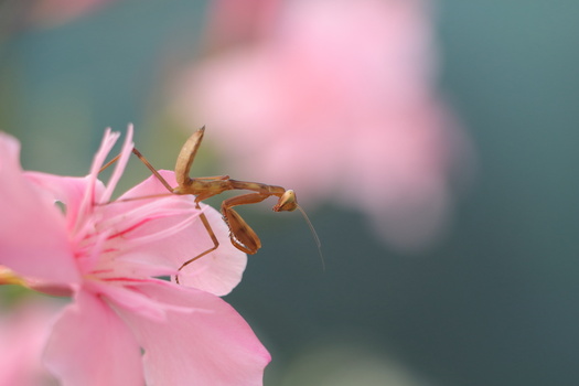Image "Transcaucasian Giant Mantis" by Alex Boros