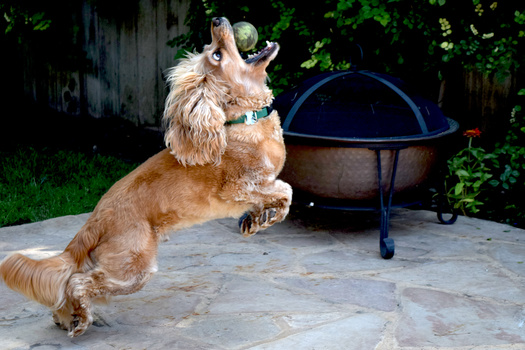 Image "Bodhi the Baller" by Karen Smith
